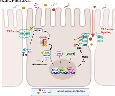 IL-1β and the Intestinal Epithelial Tight Junction Barrier